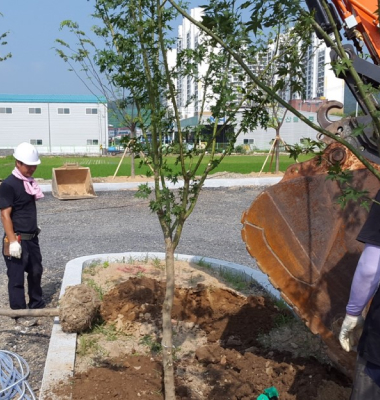 전문가와 포크레인으로 나무 식재 공사중